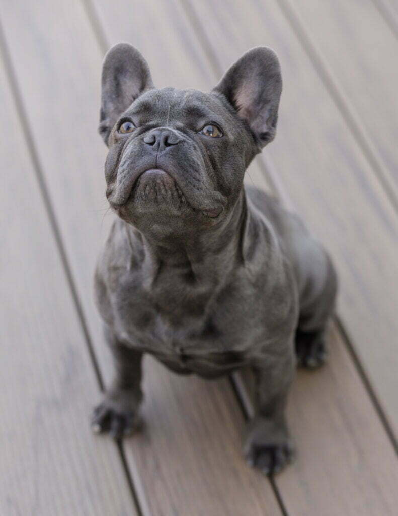 A solid blue French Bulldog with amber eyes sitting on a deck and looking up
