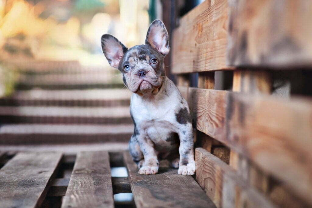 A blue merle French Bulldog puppy with one blue eye, sitting on a wooden pallet