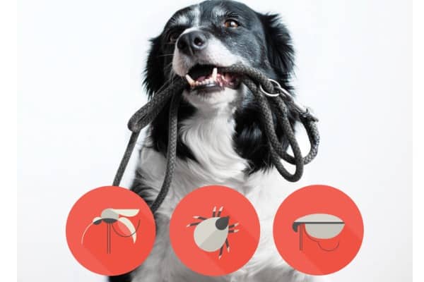 portrait of a dog with icons of parazites around its head black