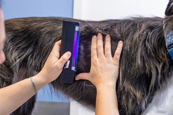 vet exploring dog skin with wood lamp