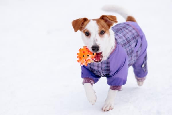 dog-clothing-biz