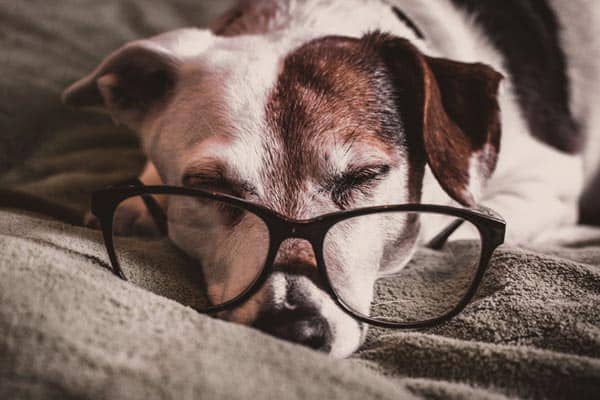 Senior dog resting comfortably
