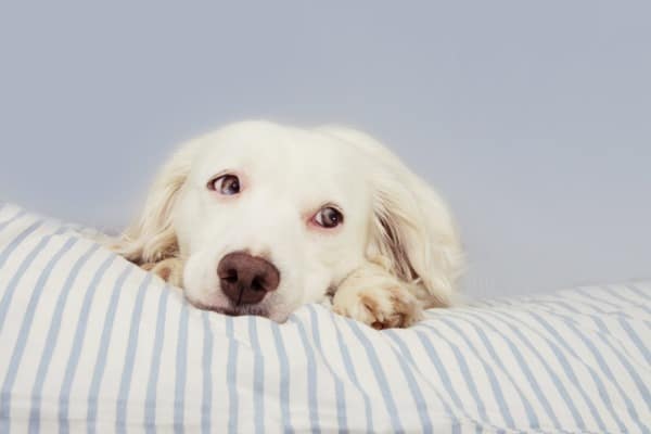 dog loud noise
