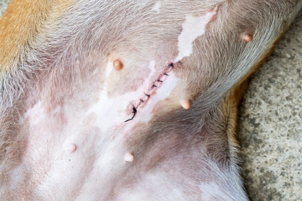 dog spaying