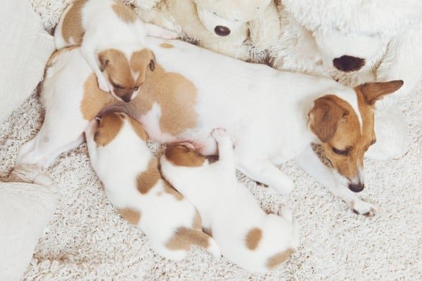 isolated environment for the dog and the puppies.