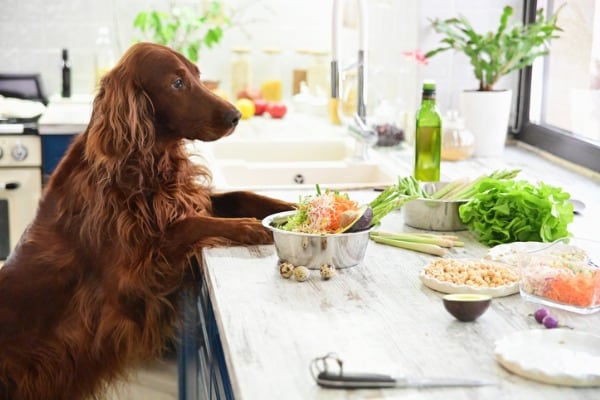cooking-vegetarian-food-for-pets-