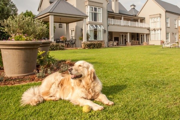 dog-staying-in-yard