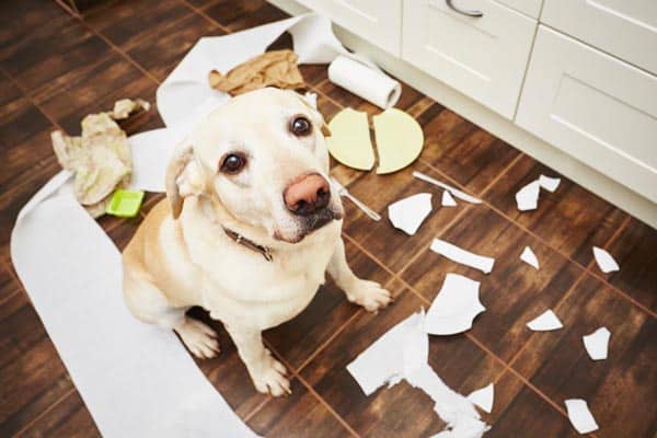 Common Dog Behaviors common dog behaviors