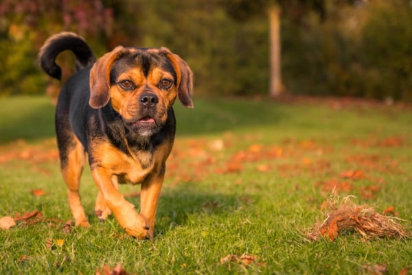 do-puggle-bark-a-lot