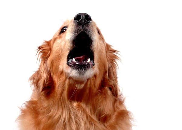 Common Dog Behaviors dog barking