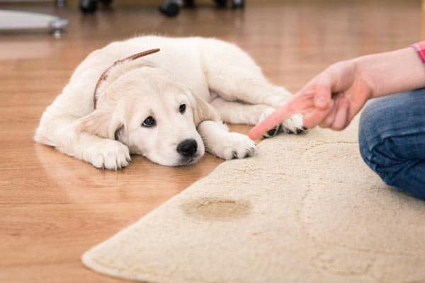 Common Dog Behaviors dog-peeing-indoor