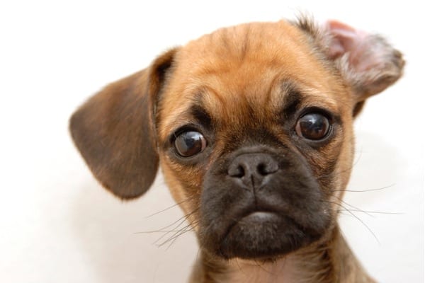 puggle-face