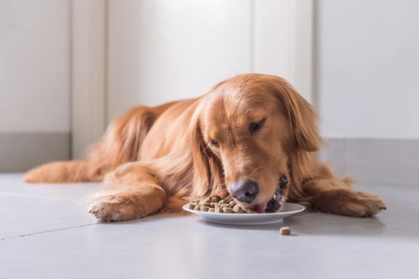 dog-eating-super-premium-food