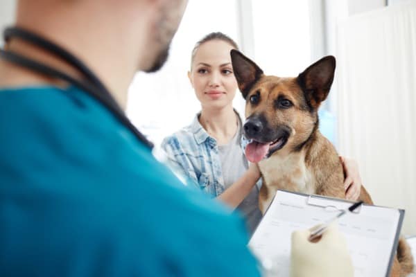 visiting-veterinarian