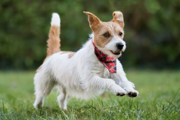 dog running