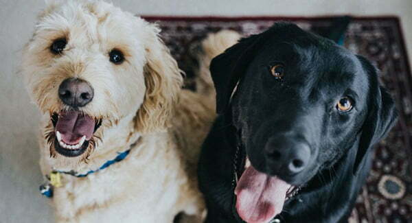 5 Cute Ways to Pamper Your Dog at Home