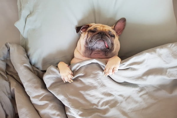 cute-pug-sleeping