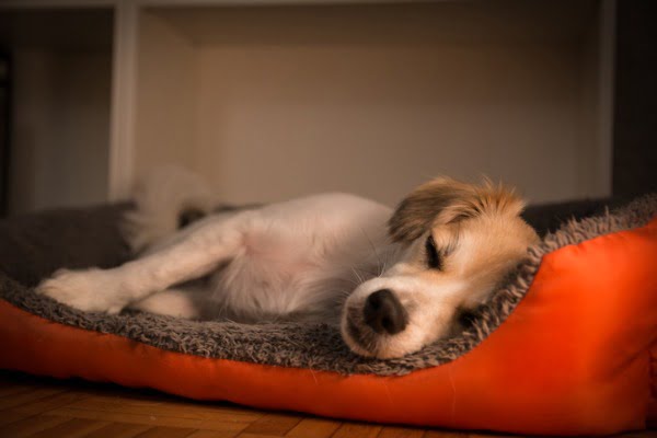 dog-pooping-in-its-sleep