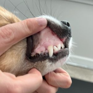 Pale Gums in Dogs