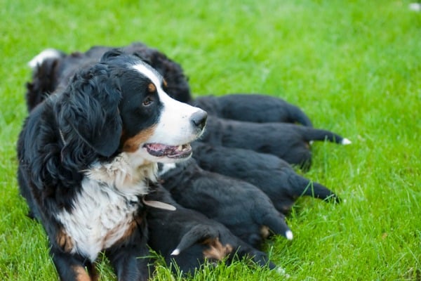 Why Are Prenatal Supplements Essential for Pregnant Dogs?