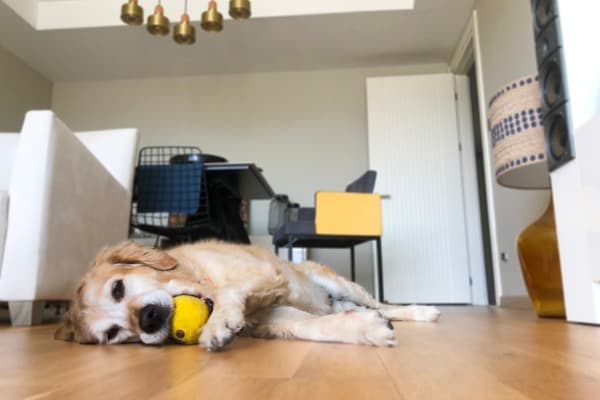 7 Things to Consider When Designing a Dog-Friendly Home
