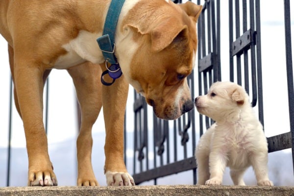 Introducing a Puppy to Older Dogs: The Dos & Don’ts