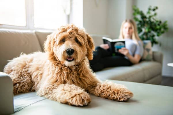 7 Tips to Keep Your Doodle Dogs Coat Healthy