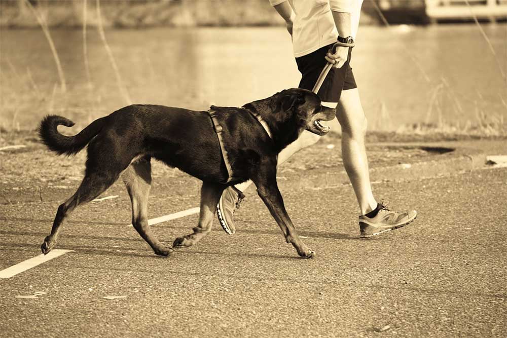 Top 5 Treadmills for Dogs: Small, Medium & Large