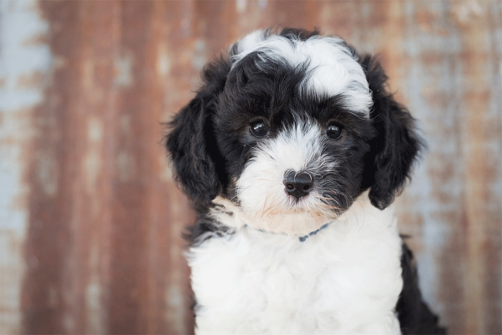 A Directory of Sheepadoodle Breeders