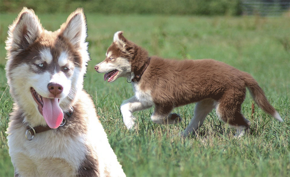 A Guide To Huskypoos: Who Should Or Shouldn’t Buy Them