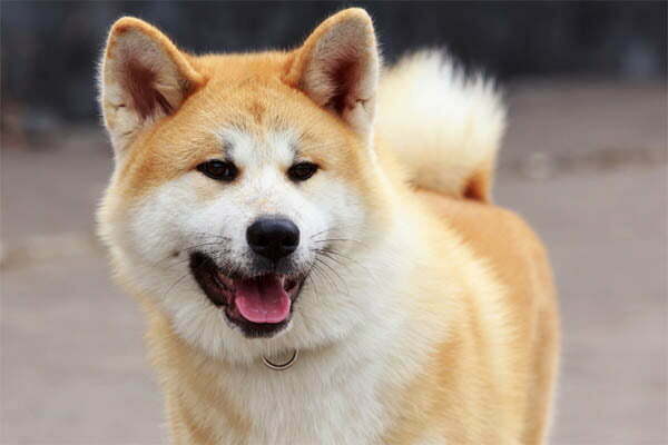 Akita Black Gum