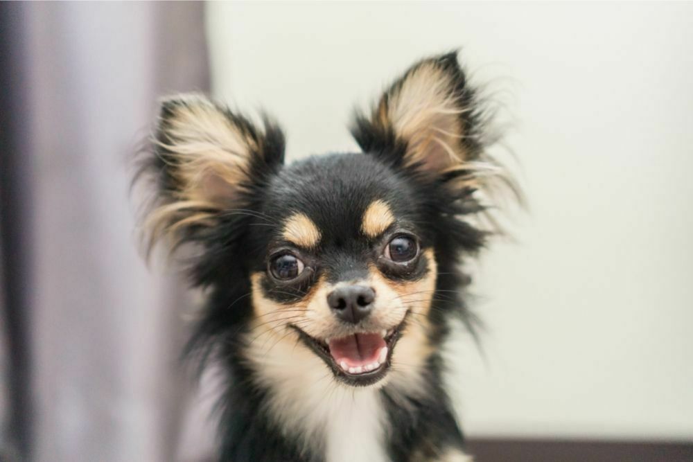 An Ultimate Guide to Puppy Teething: The Chihuahua Edition