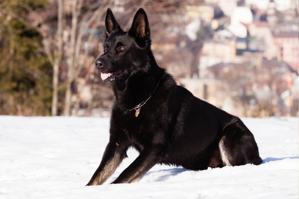 Are Black German Shepherds Rare