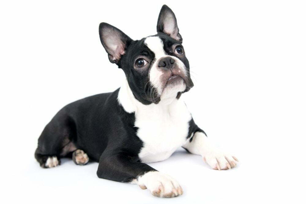 Are Boston Terriers Good House Dogs?