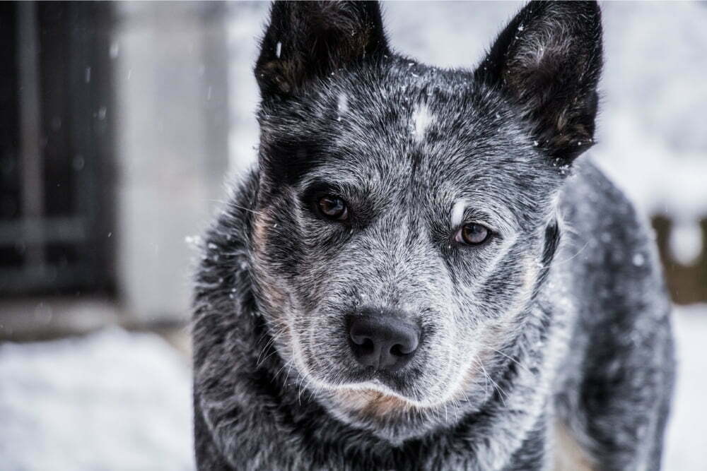 Are Cattle Dogs Cuddly?