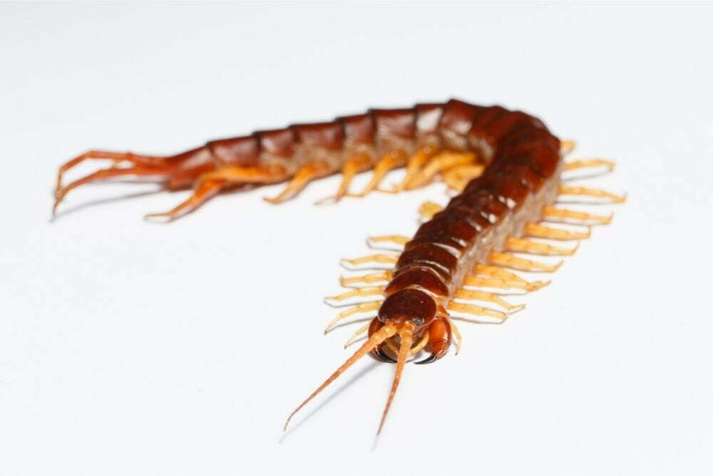 Are Centipedes Poisonous to Dogs?: A Complete Guide to Toxic Dangers