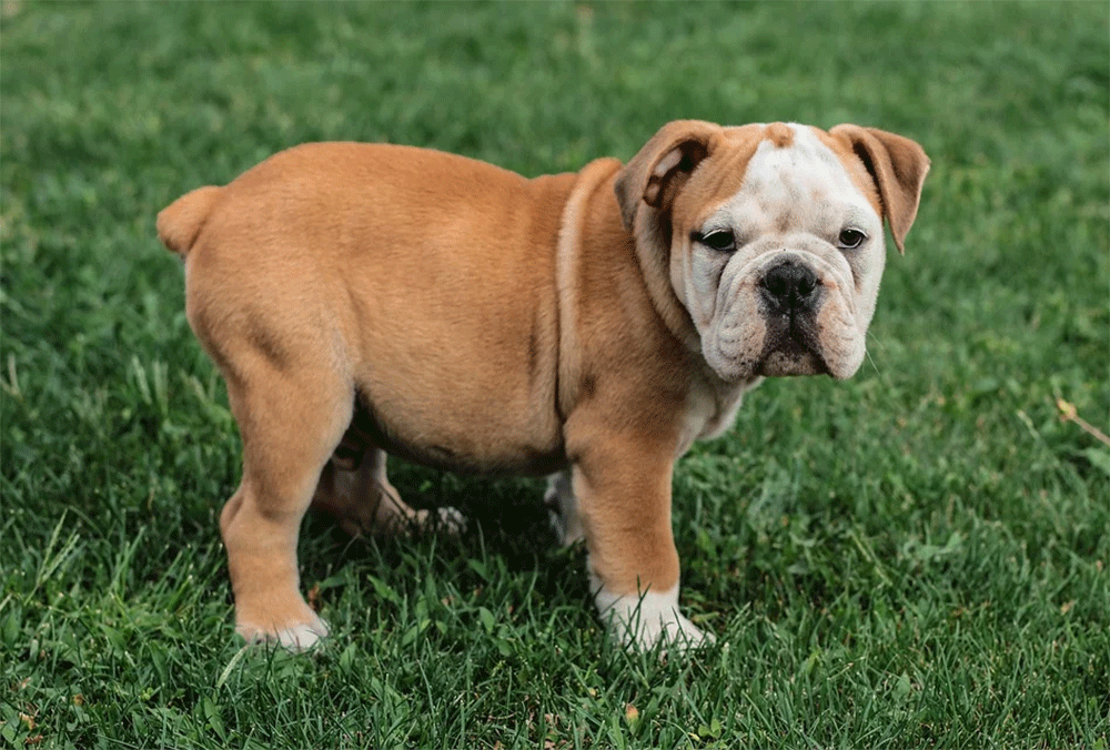 Do English bulldogs have tails?
