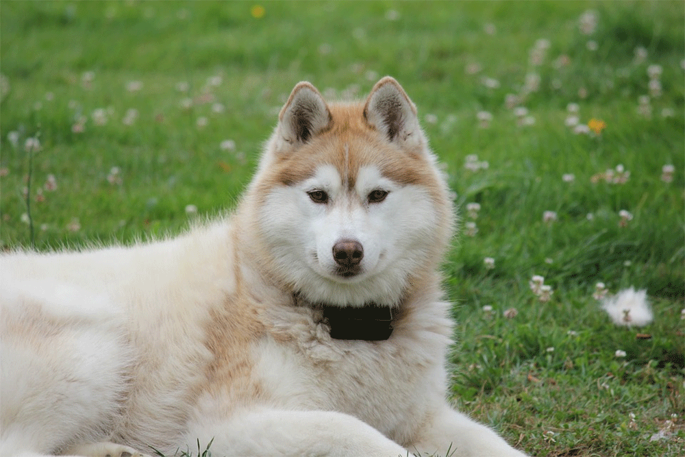 Are Huskies Smart?