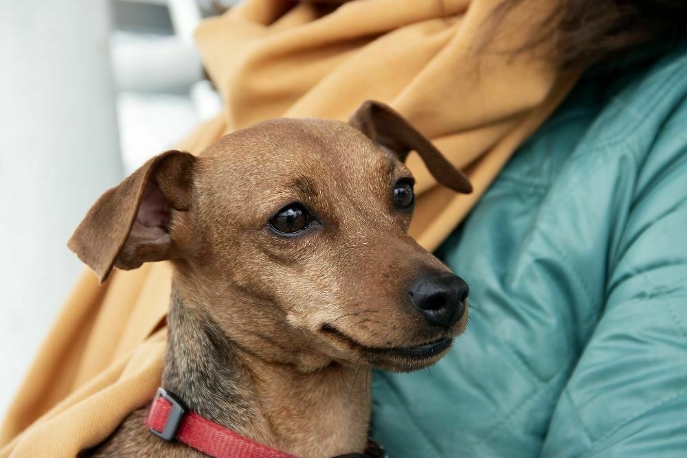 Are Min Pins Good Pets?