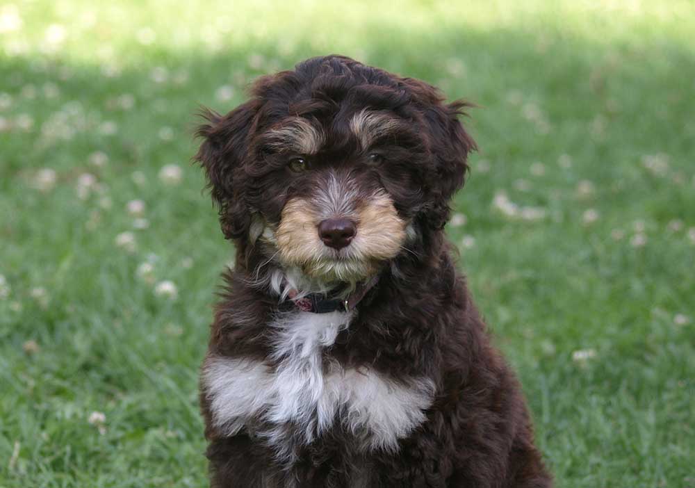 Are Mini Aussiedoodles Actually Good Dogs?