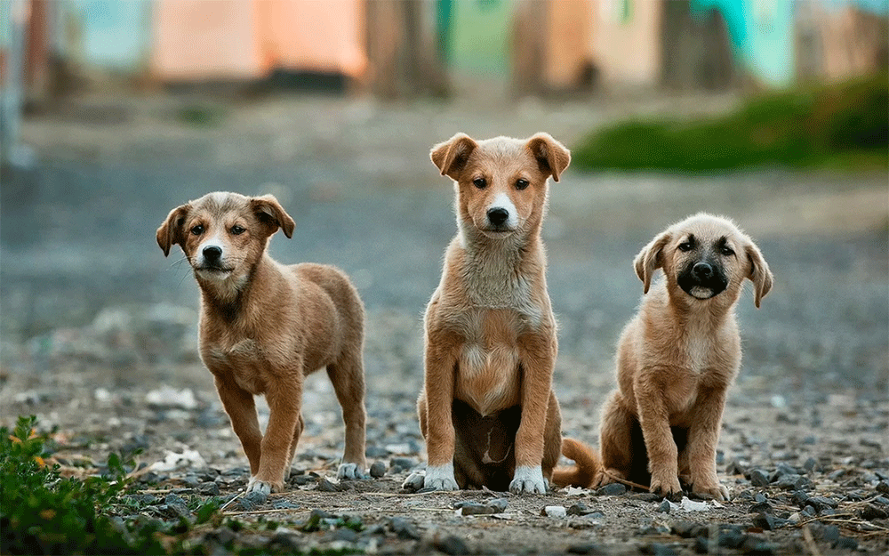 Are Possums a Danger to Dogs? Potential Risks