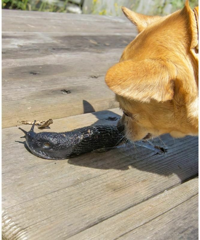 Are Slugs Poisonous to Dogs? Should You Be Worried?