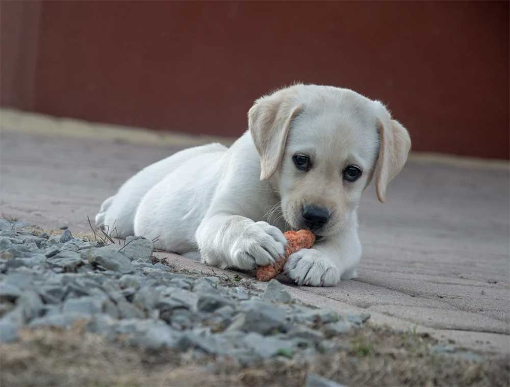 Are Tater Tots Safe For Dogs To Eat?