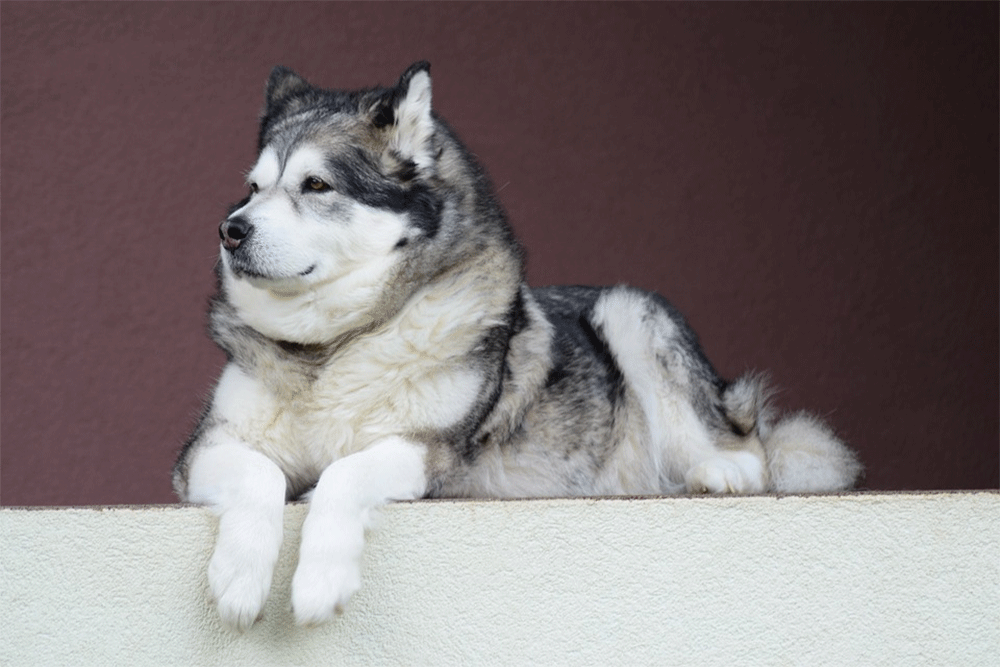 malamutes
