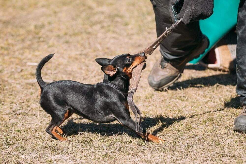 Are Min Pins Easy to Train?