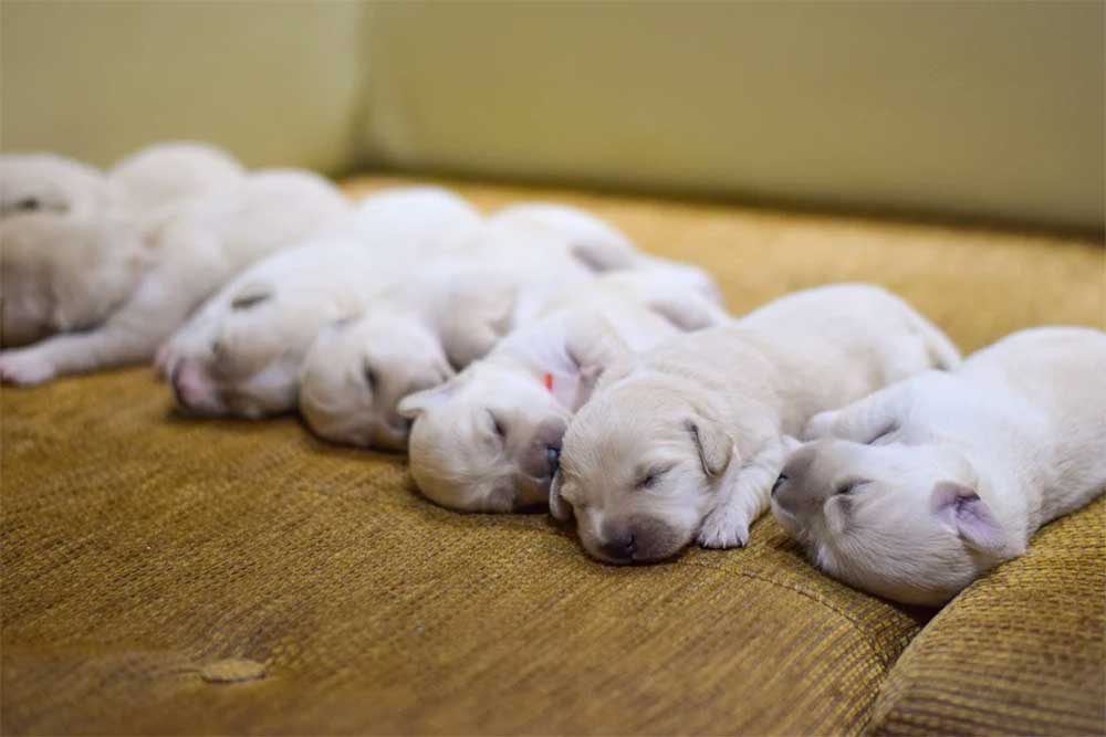 Are the Runts of the Litter More Aggressive?