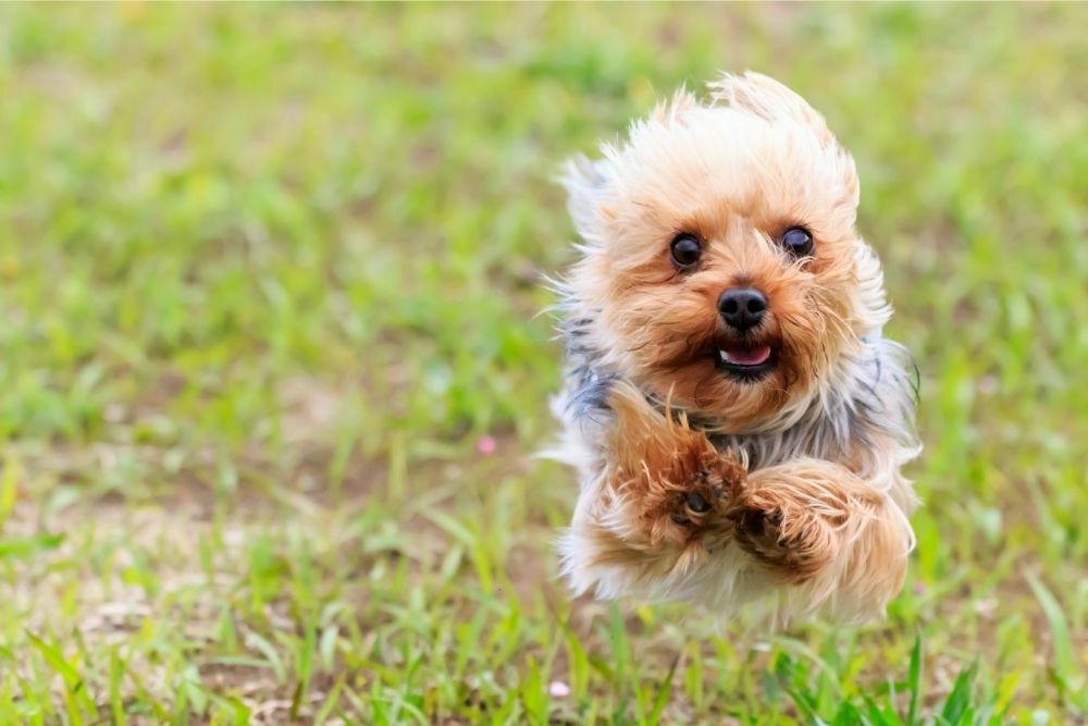 12 Best Small Hypoallergenic Dogs