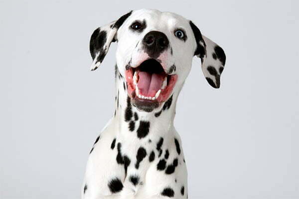 Black Gums Dalmatian