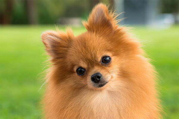 Black Gums Pomeranian