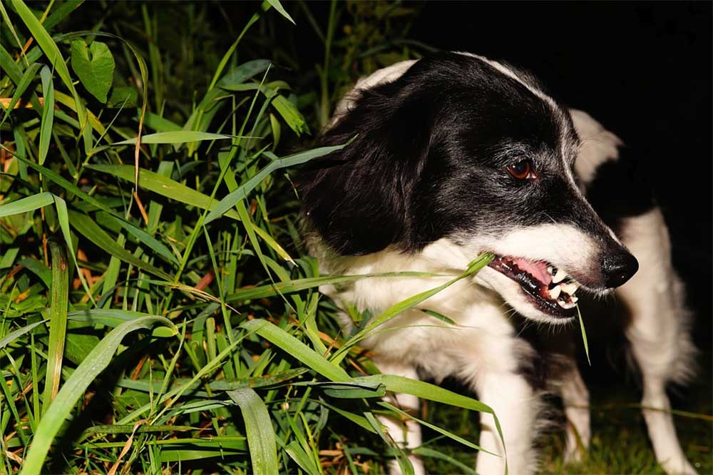 The Ultimate Step-by-Step Guide to Calming an Anxious Dog at Night